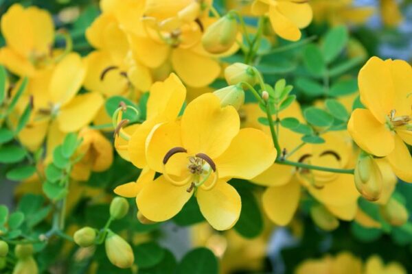 Aavaram Poo Benefits