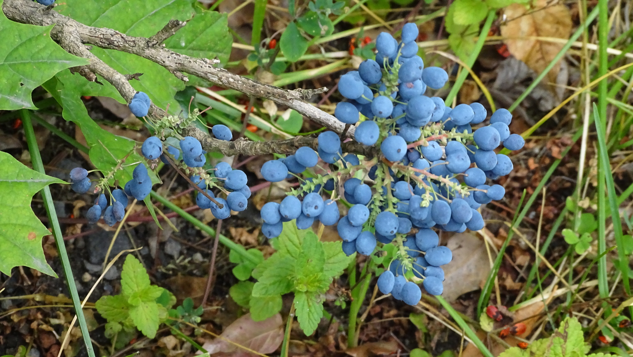 Berberis Aquifolium Benefits for Skin