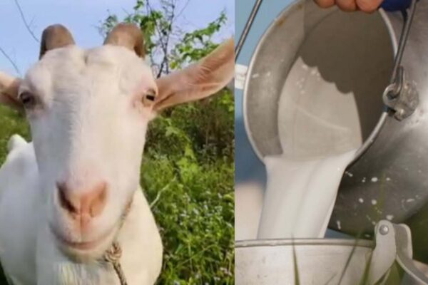 Goat Milk